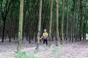 Doanh nghiệp cao su giảm mạnh kế hoạch lợi nhuận